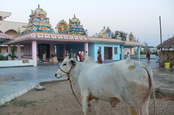 P1050965.JPG - Cow for 'Go Puja' in the morning