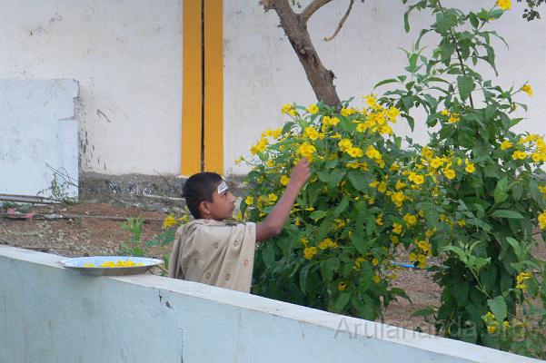 P1050971.JPG - Veda Pathashala student collecting flowers for the daily puja