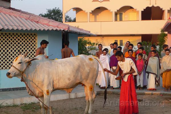 P1050987.JPG - Decorating the cow during 'Go Puja'