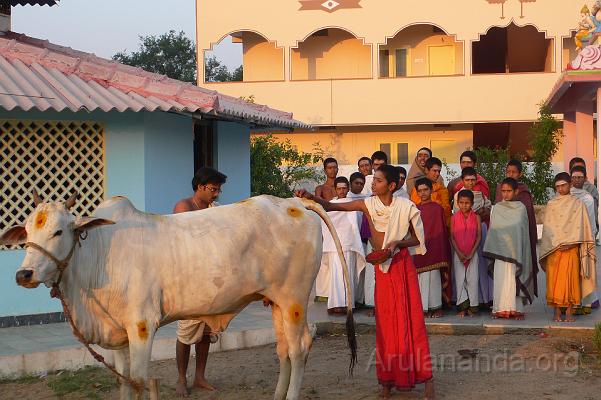 P1050989.JPG - Decorating the cow during 'Go Puja'
