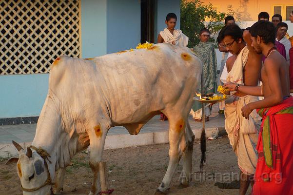 P1050990.JPG - Arati to the cow during 'Go Puja'