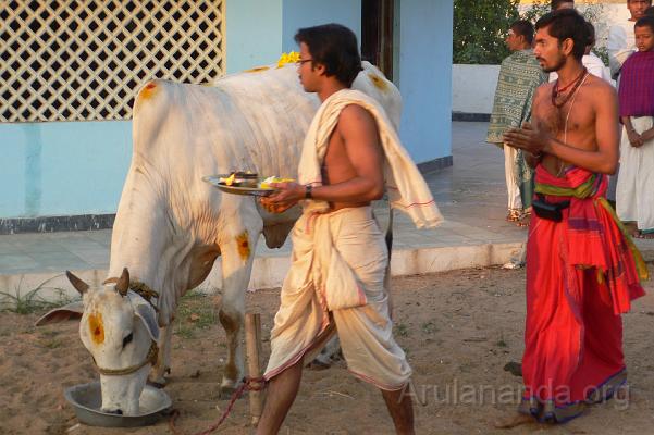 P1050991.JPG - Pradakshina to cow during 'Go Puja'