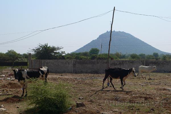 P1060008.JPG - Goshala or cow shed