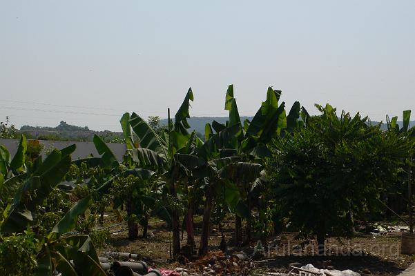 P1060026.JPG - Plantains outside the dining hall