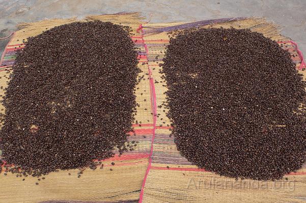 P1030128.JPG - Castor seeds