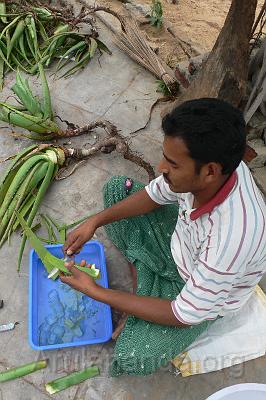 P1030129.JPG - Preparing aloe vera