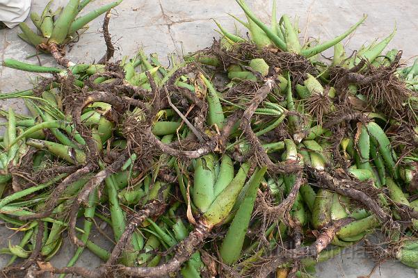 P1030130.JPG - Aloe vera