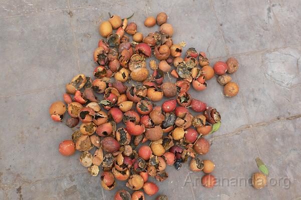 P1030132.JPG - Raw material for siddha medicines