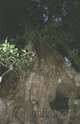 00010027.jpg - Burrough of a tree where Swamiji had spent years in Tapas - Nov 2002
