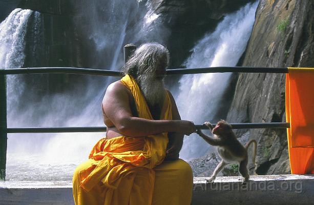 00840027.jpg - Swamiji distributing prasadam to all living beings around - Nov 2002