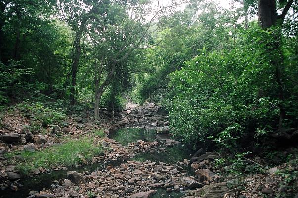 00870011.JPG - Water hole for tigers beside Ishtakamakshi near Srisailam - Aug 2003