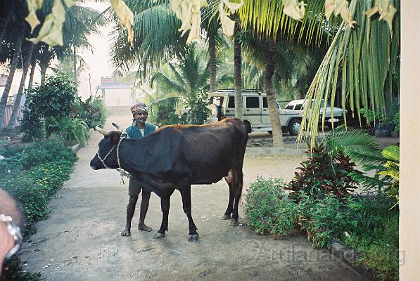 CNV00016.JPG - Cow from goshala before puja