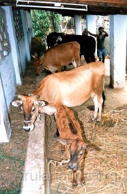 Goshala.jpg - Goshala